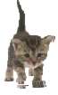 chat