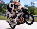 vache