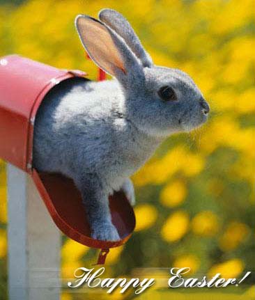 lapin