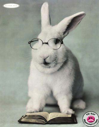 mon lapin