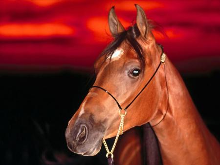 mon cheval