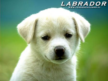 mon chien