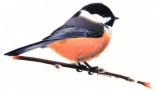 oiseau